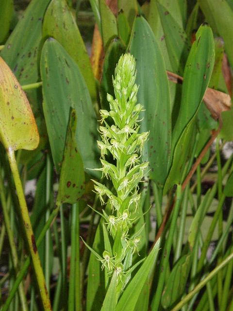 Water Spider Orchid